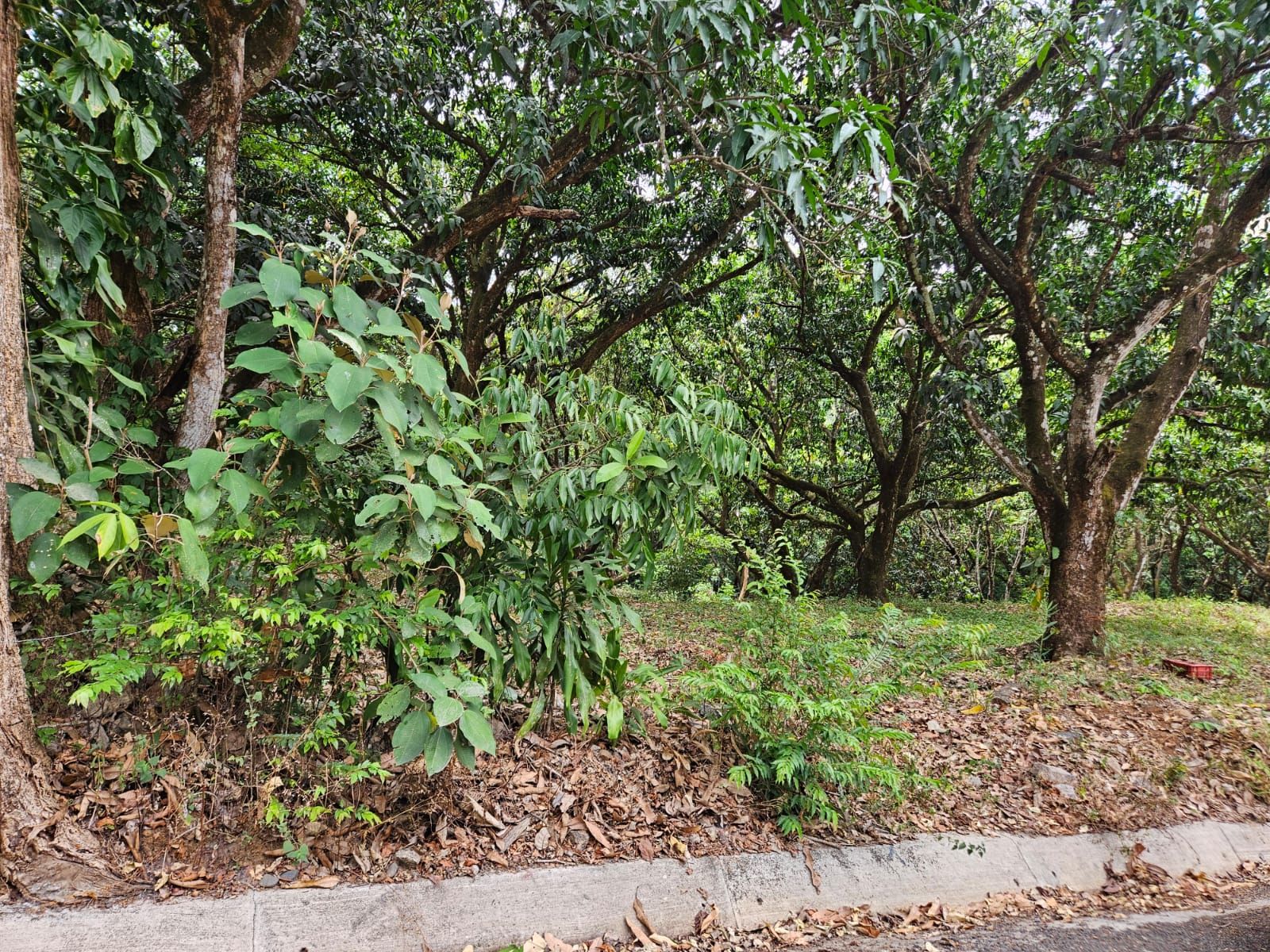 Bosques de Turrubares vista 4