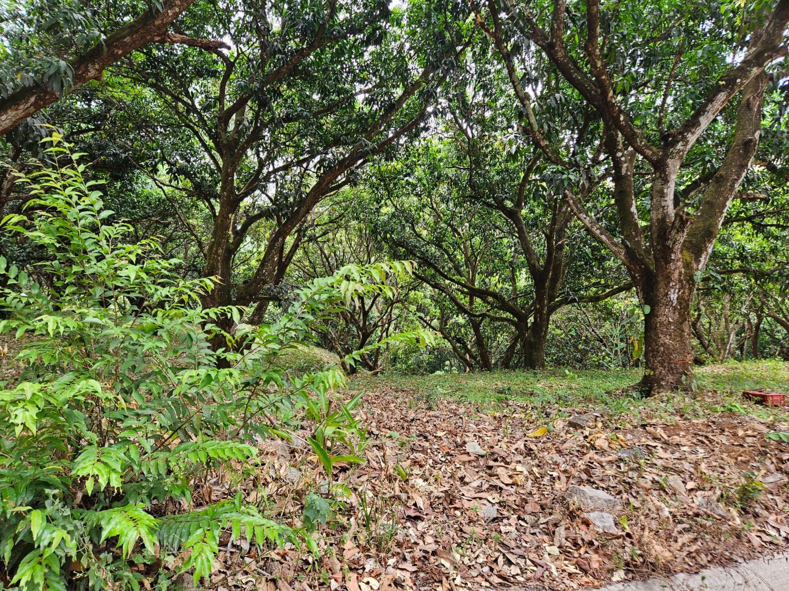 Bosques de Turrubares vista 5