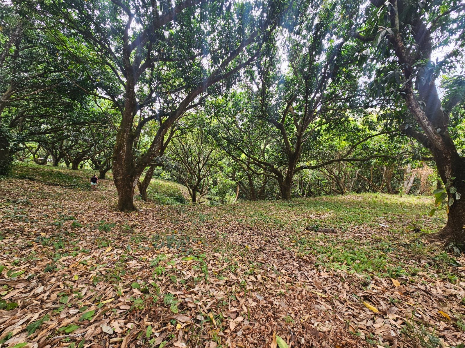 Bosques de Turrubares vista 8