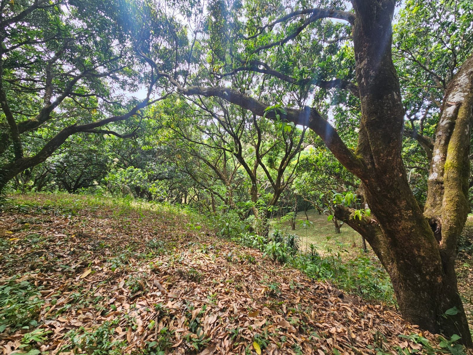Bosques de Turrubares vista 14
