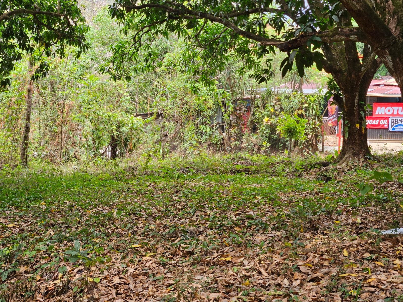 Bosques de Turrubares vista 15
