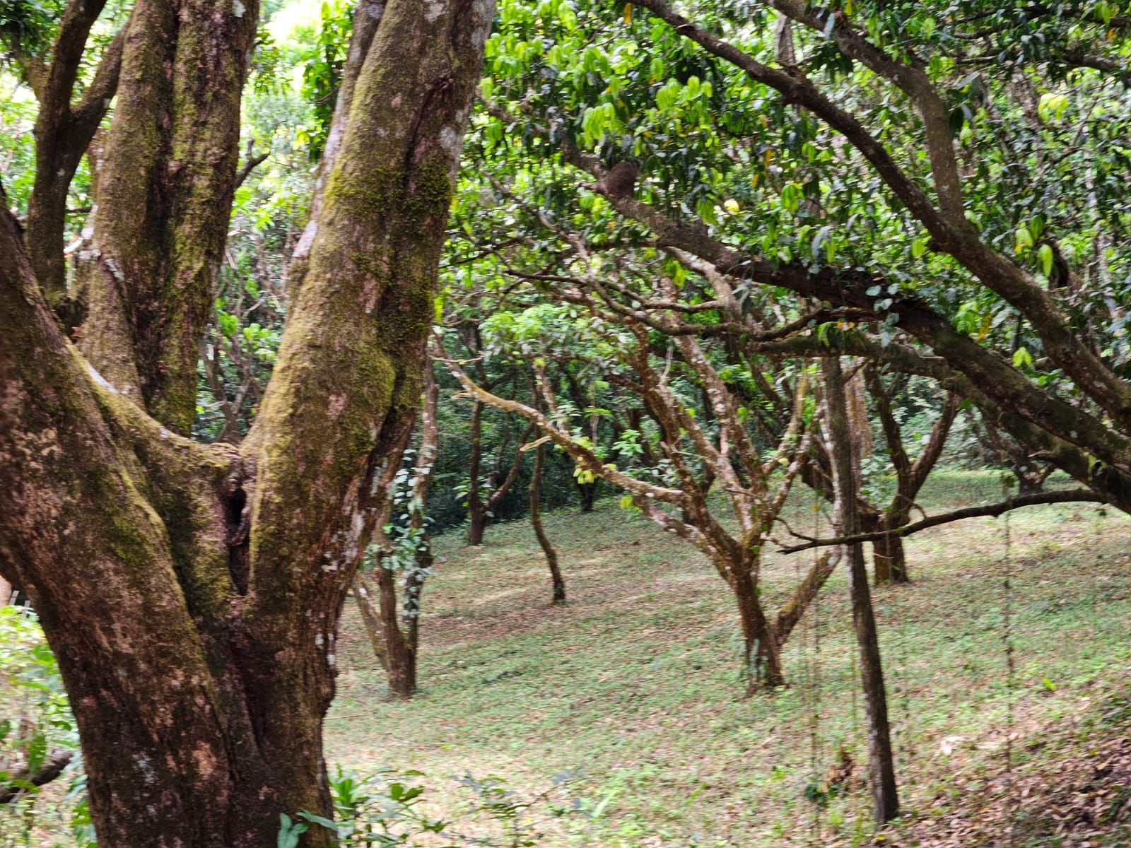 Bosques de Turrubares vista 16