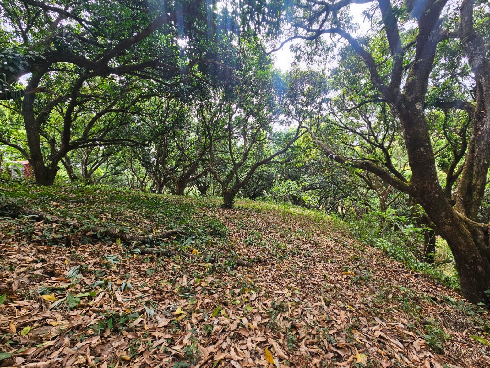 Bosques de Turrubares vista 18