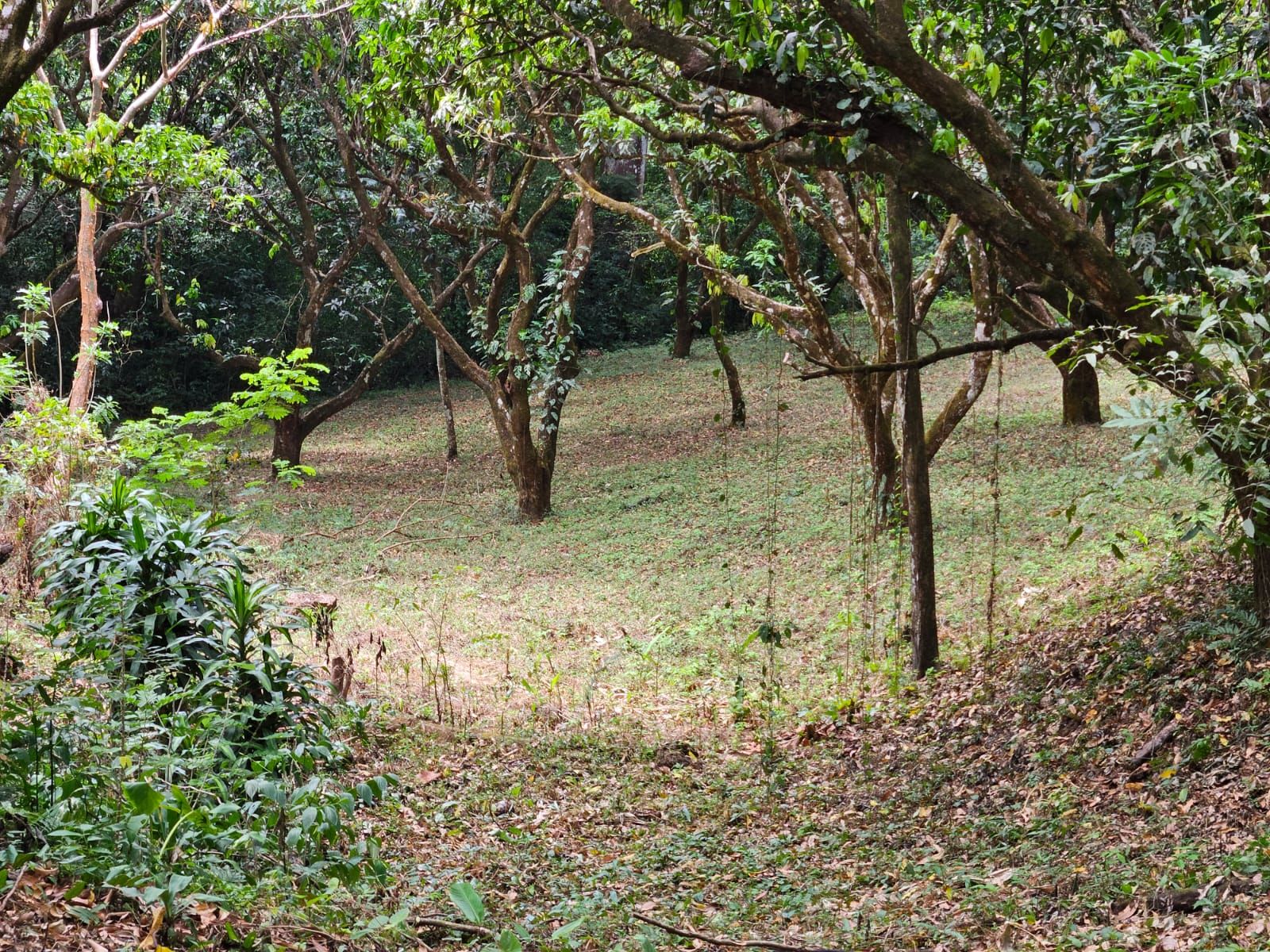 Bosques de Turrubares vista 19