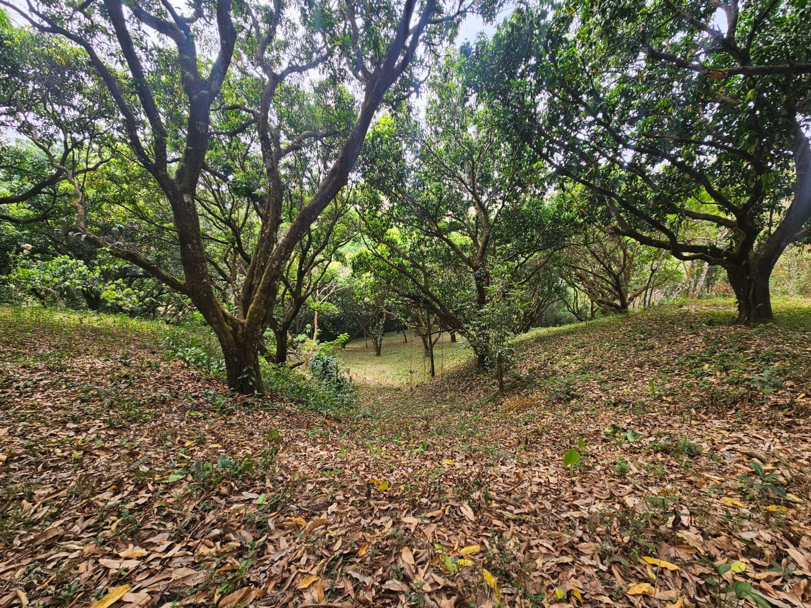 Bosques de Turrubares vista 20