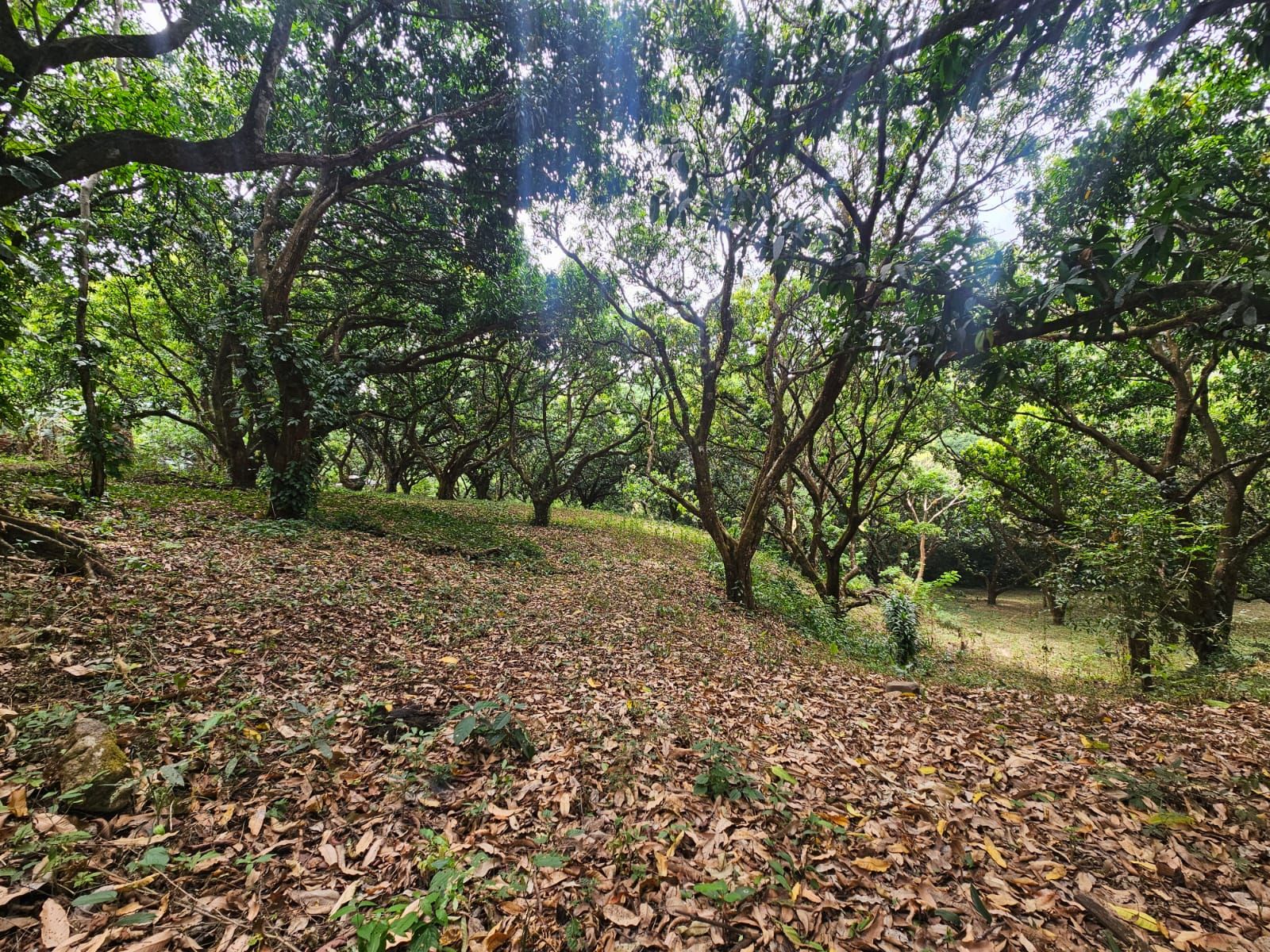 Bosques de Turrubares vista 23