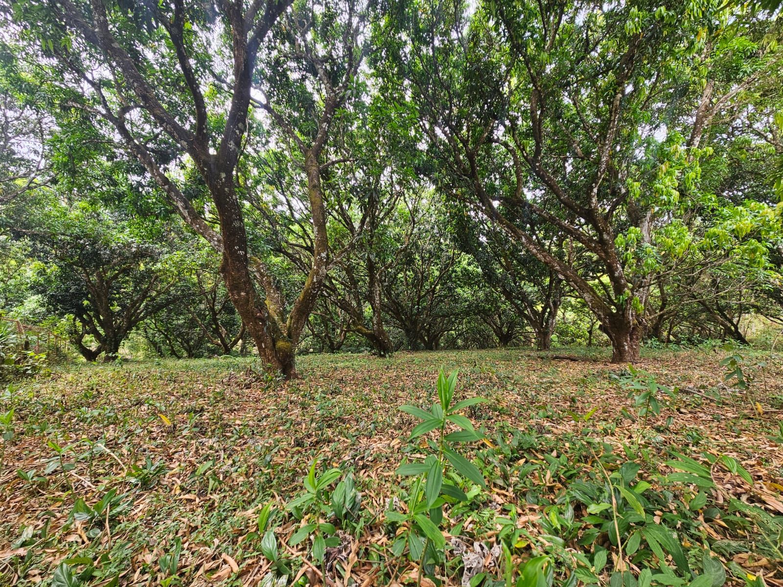 Senderos de San Pablo vista 10